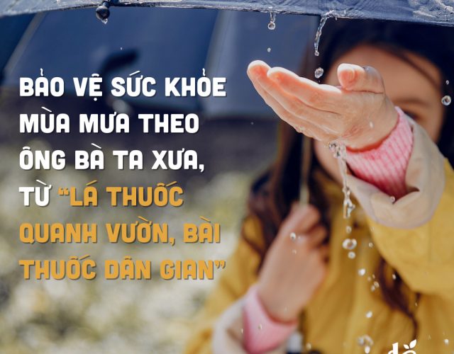 Hepius sâm mỹ CK mùa mưa
