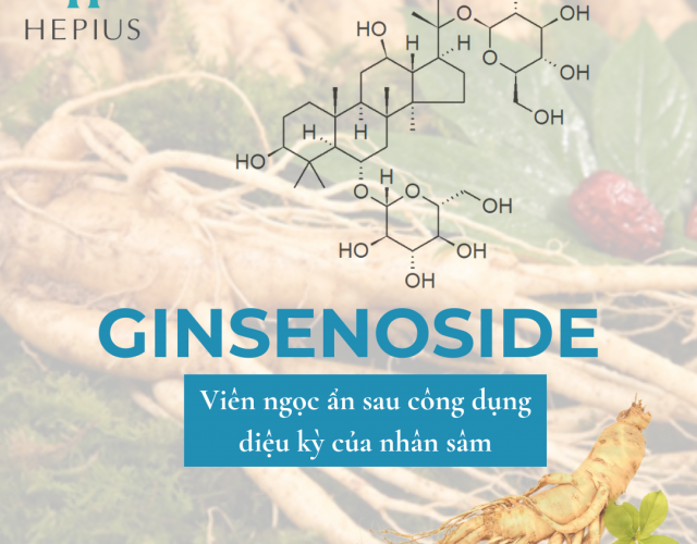 Ginsenoside - Viên Ngọc Ẩn Sau Công Dụng Diệu Kỳ Của Nhân Sâm