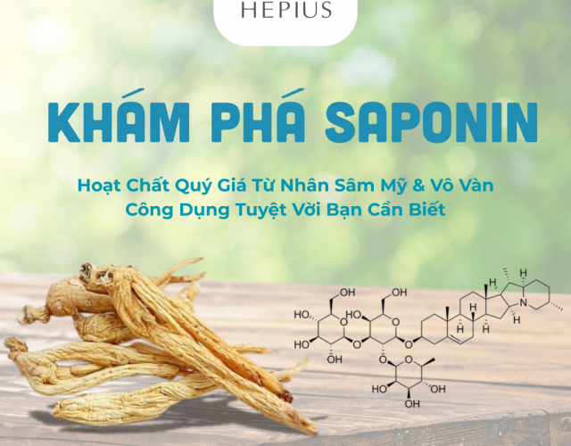 Khám Phá Saponin: Hoạt Chất Quý Giá Từ Nhân Sâm Mỹ & Vô Vàn Công Dụng Tuyệt Vời Bạn Cần Biết