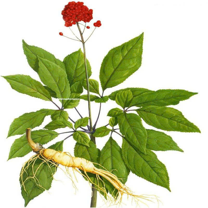 Sâm Mỹ chứa hàm lượng cao ginsenoside - thành phần quyết định tác dụng của sâm
