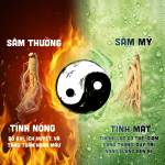 Hepius Sâm Mỹ CK Đông Trùng - Ảnh 7