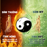 Hepius Cao Sâm Mỹ CK - Ảnh 6